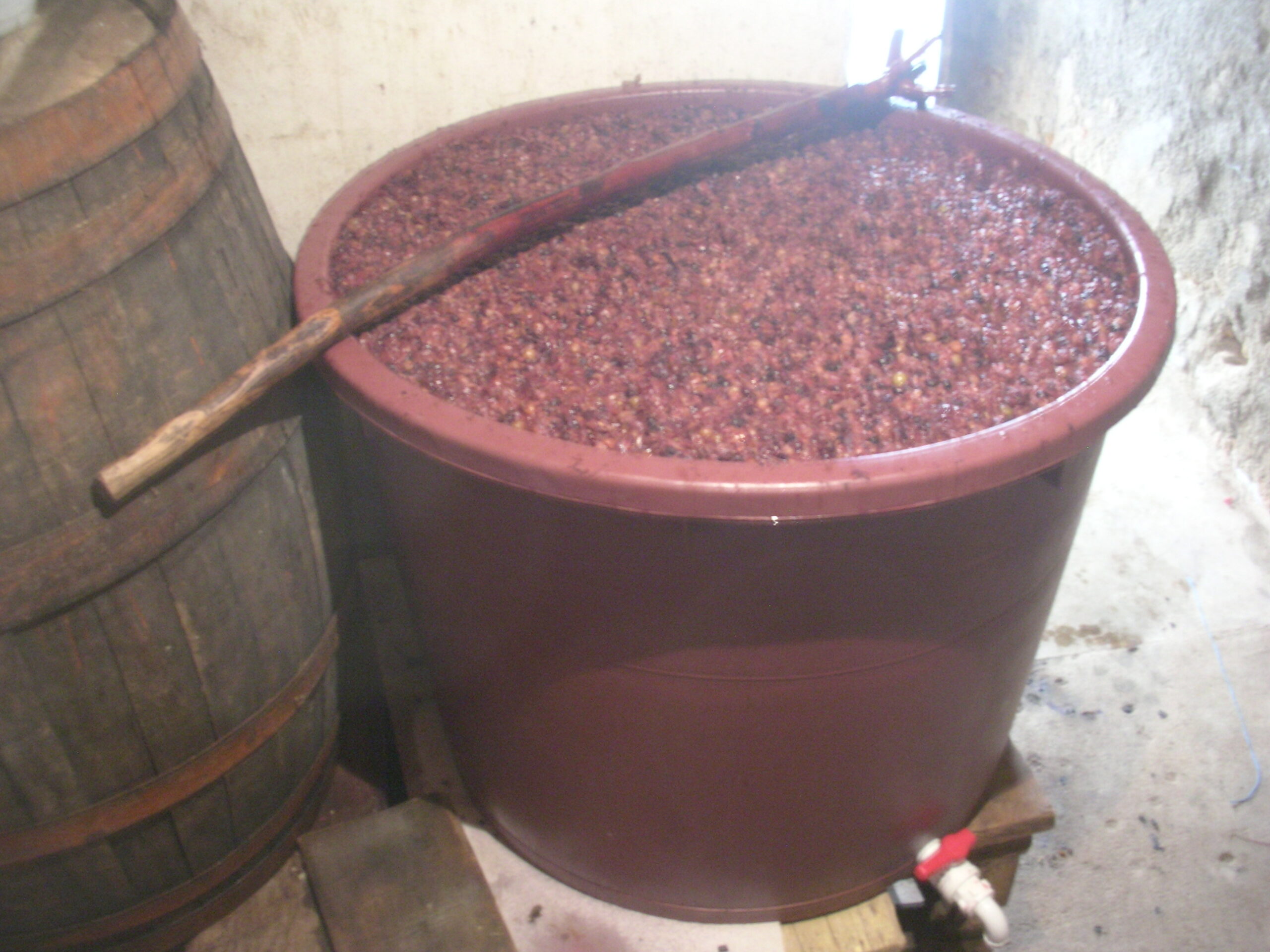 Deveríamos continuar a fazer vinho em Santa Combinha